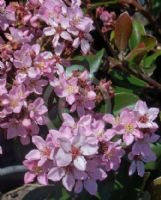 Rhaphiolepis Apple Blossom