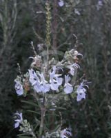 Rosmarinus officinalis albiflorus