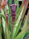 Sarracenia