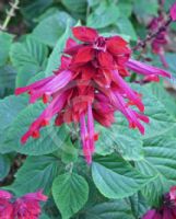 Salvia splendens Van-Houttei