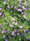 Scaevola Mauve Clusters