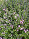 Scaevola Mauve Clusters