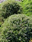 Scaevola Mauve Clusters