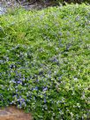 Scaevola Mauve Clusters