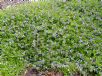 Scaevola Mauve Clusters