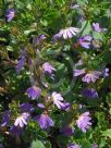 Scaevola albida Mauve Carpet