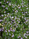 Scaevola albida Mauve Carpet