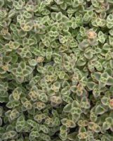 Sedum Little Missy