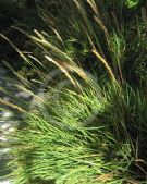 Sesleria autumnalis