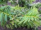 Taxus baccata Summergold