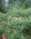 Thuja occidentalis Bobozam