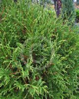 Thuja occidentalis Globosa