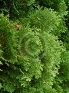 Thuja occidentalis Holmstrup