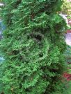 Thuja occidentalis Holmstrup