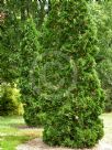 Thuja occidentalis Holmstrup