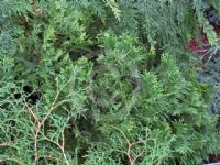 Thuja occidentalis Little Champion