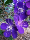 Tibouchina Jazzie