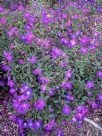 Tibouchina Jazzie