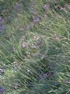 Tulbaghia violacea Silver Lace