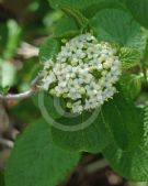 Viburnum lantana