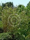 Viburnum lantana