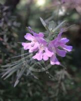 Westringia Wynyabbie Gem