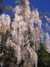 Wisteria floribunda Alba