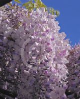 Wisteria Enchantment