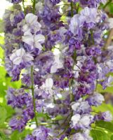 Wisteria floribunda Violacea Plena