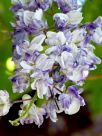 Wisteria floribunda Violacea Plena