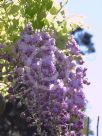 Wisteria floribunda Violacea Plena