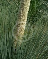 Xanthorrhoea australis