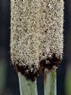 Xanthorrhoea australis