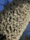 Xanthorrhoea australis