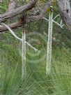 Xanthorrhoea australis