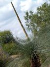 Xanthorrhoea australis