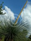 Xanthorrhoea australis