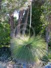 Xanthorrhoea australis