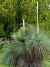 Xanthorrhoea australis