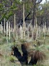 Xanthorrhoea australis