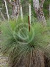 Xanthorrhoea australis