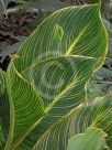 Canna generalis Pretoria