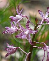 Dipodium punctatum