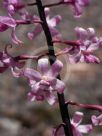 Dipodium punctatum