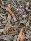 Dipodium punctatum