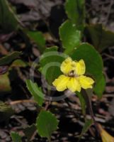 Goodenia hederacea alpestris