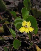 Goodenia hederacea alpestris