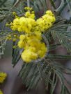 Acacia dealbata subalpina