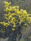 Acacia dealbata subalpina