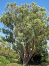 Eucalyptus campanulata